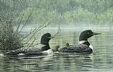 Northern Reflections - Loons